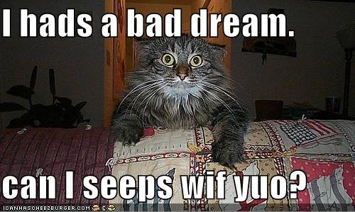 Xc Livewire cX's photos - funny-pictures-scared-cat-bed-couch.jpg